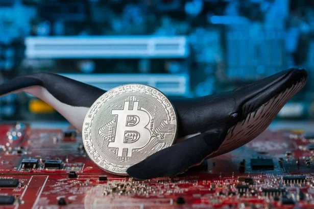 Bitcoin Whale