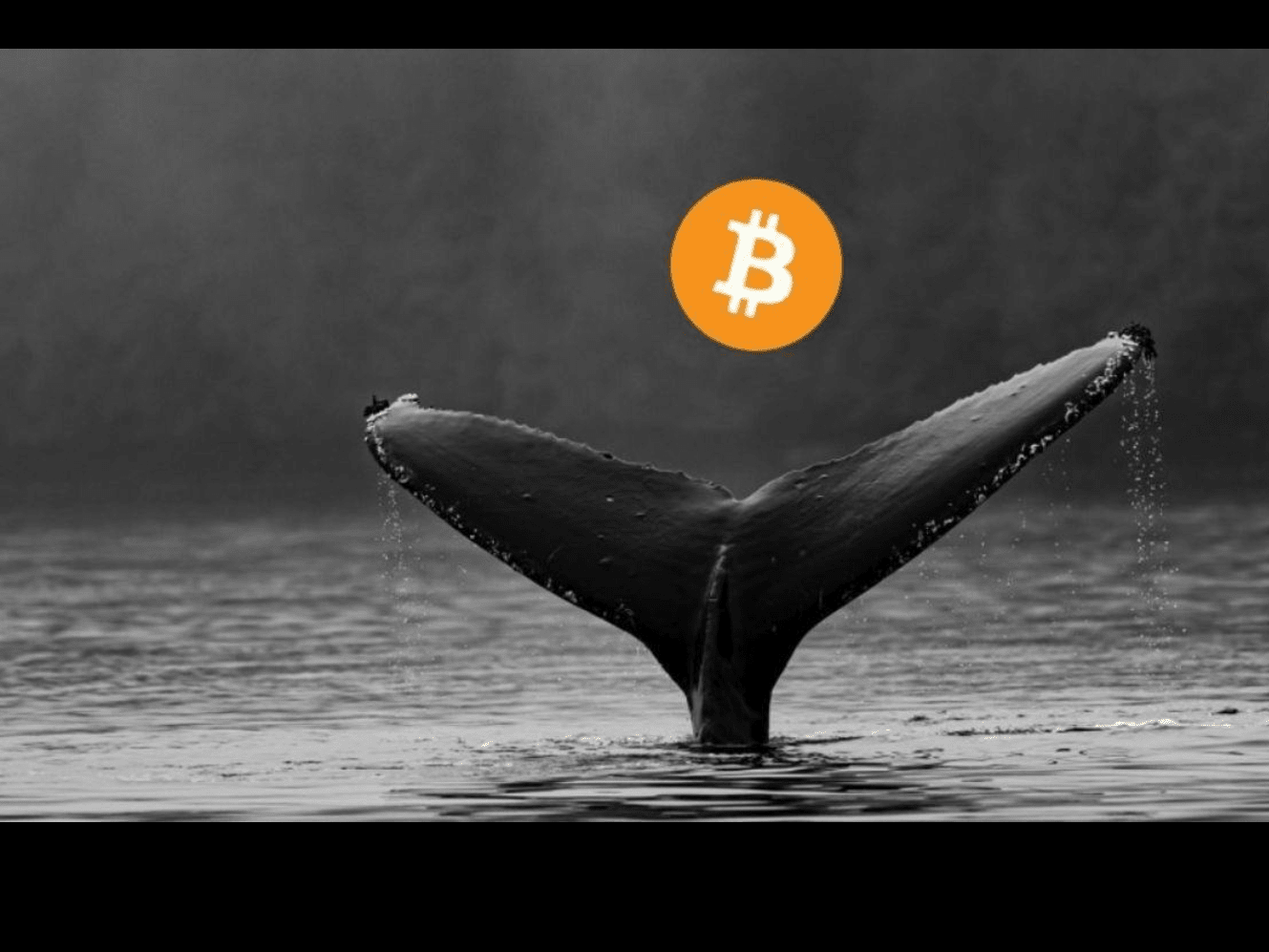 Bitcoin Price Whale Movements Analysis